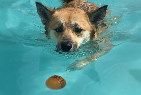 Beat The Heat-Dog Blog-Swimming