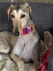 Saluki wearing pink hound collar 