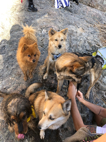 Dog hike