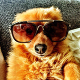 Beat The Heat-Dog Blog-Sunglasses