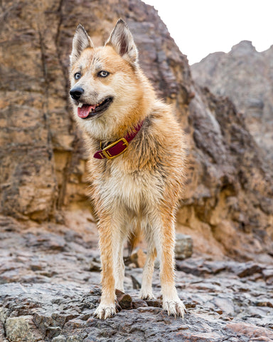 Luna Hiking Dog Waterproof Collar