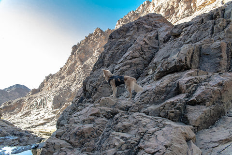Wadi Showka dog hike 
