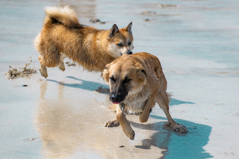 Kite Beach Dogs