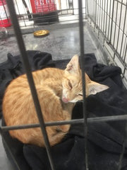 Rescue kitten in cage