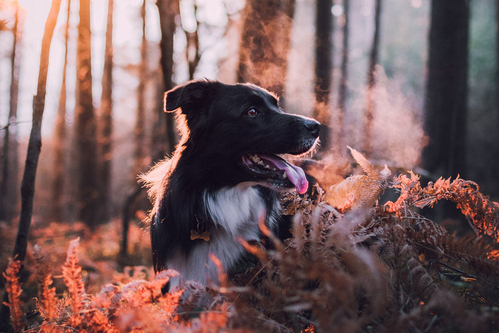 are acorns dangerous to dogs