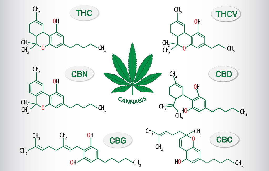 The Different Types of Cannabinoids Explained