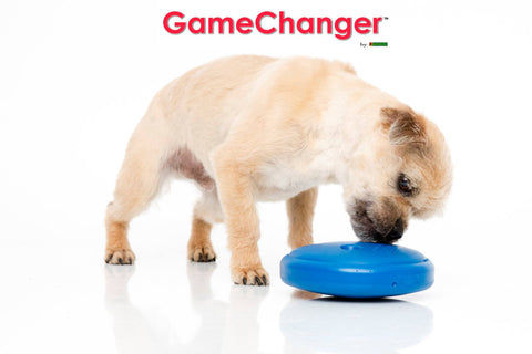 gamechanger-dog-toy-behavioral-tool