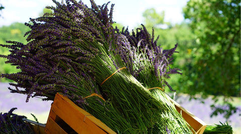 Wild Harvested Herbs