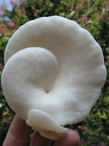 Elm oyster mushroom in a perfect spiral shape