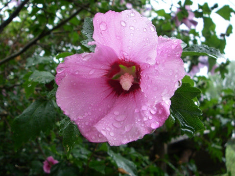 Rose of Sharon