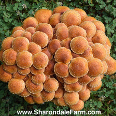 Chestnut Mushrooms - Pholiota adiposa