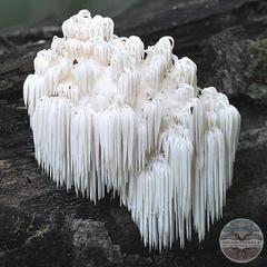 BEAR’S TOOTH MUSHROOMS - Hericium americanum