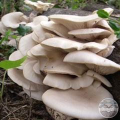 PEARL OYSTER MUSHROOMS - Pleurotus ostreatus