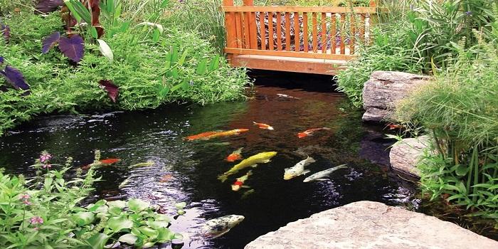Things To Know About Maintenance of Large Koi Pond – Living Water Aeration
