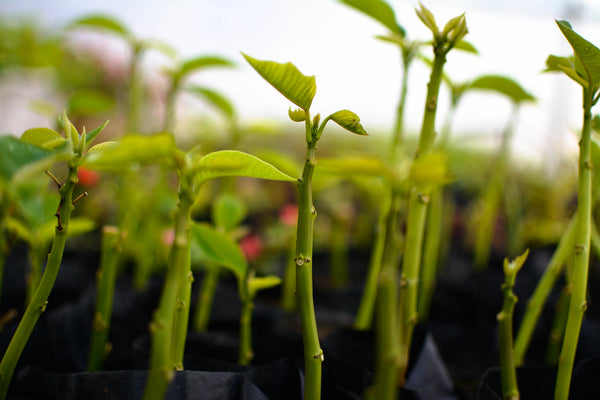 baby plants kept in greenhouse for their healthy growth