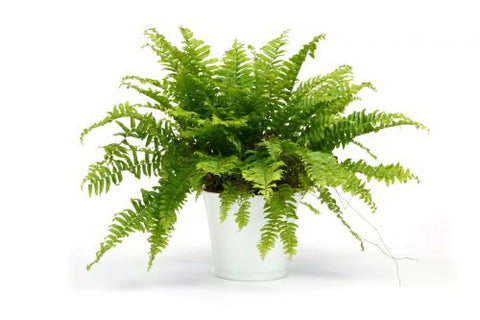 picture of boston fern