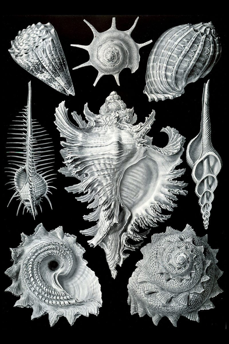 Prosobranchia