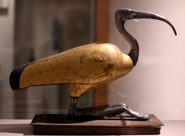 ibis dieu thot