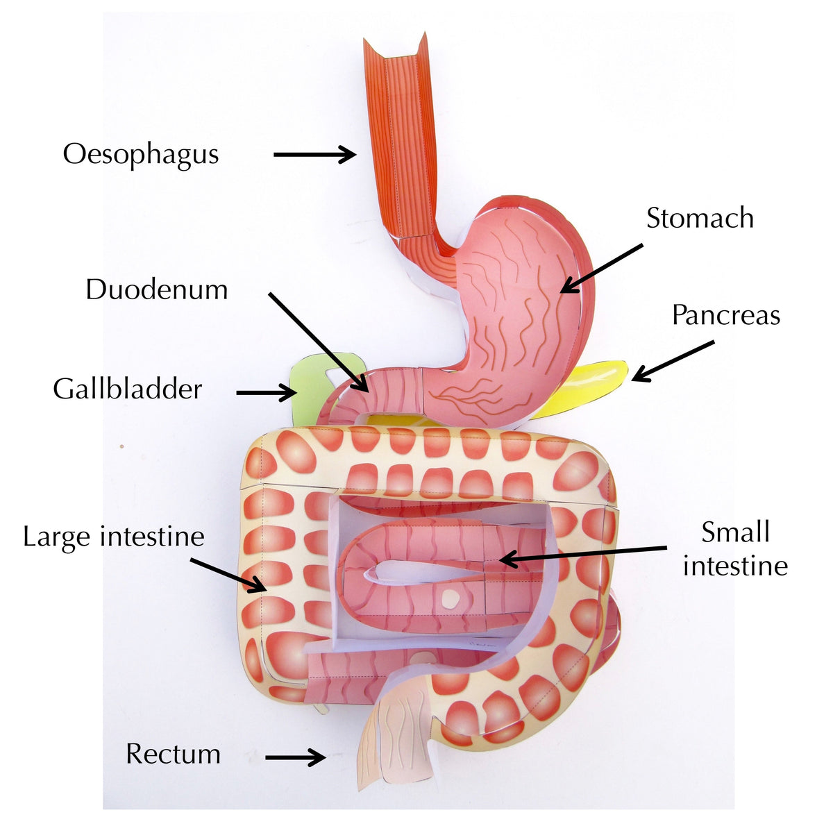 Digestive System – Discovering DNA