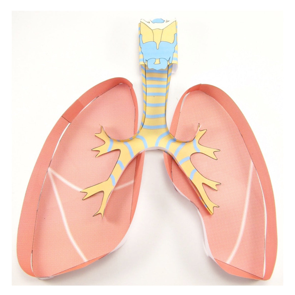 Lungs – Discovering DNA