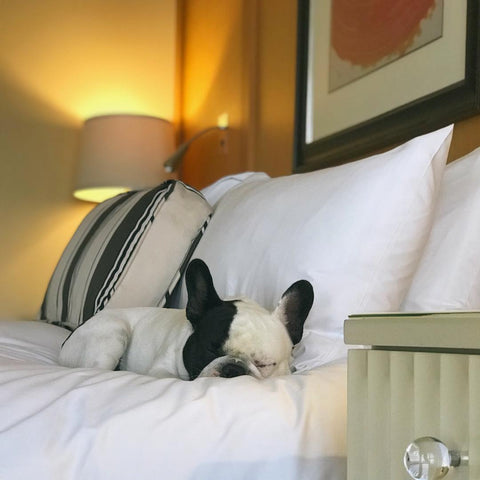 Humphrey sleeping on the bed at Sofitel Los Angeles in Beverly Hills