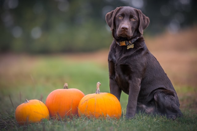 are karaka berries poisonous to dogs