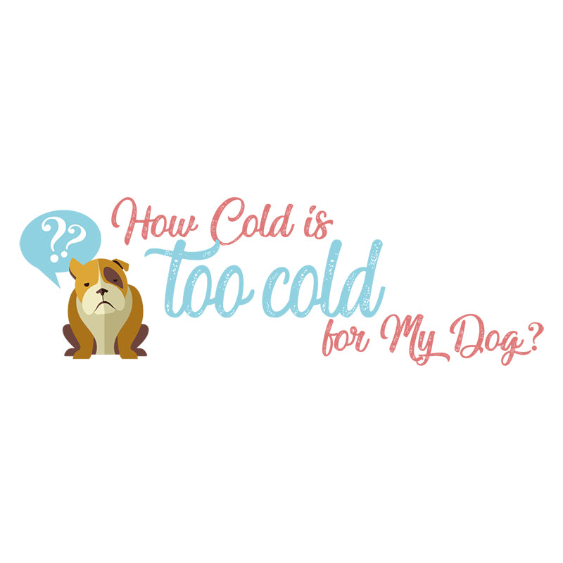 how can i tell if my dog is too cold