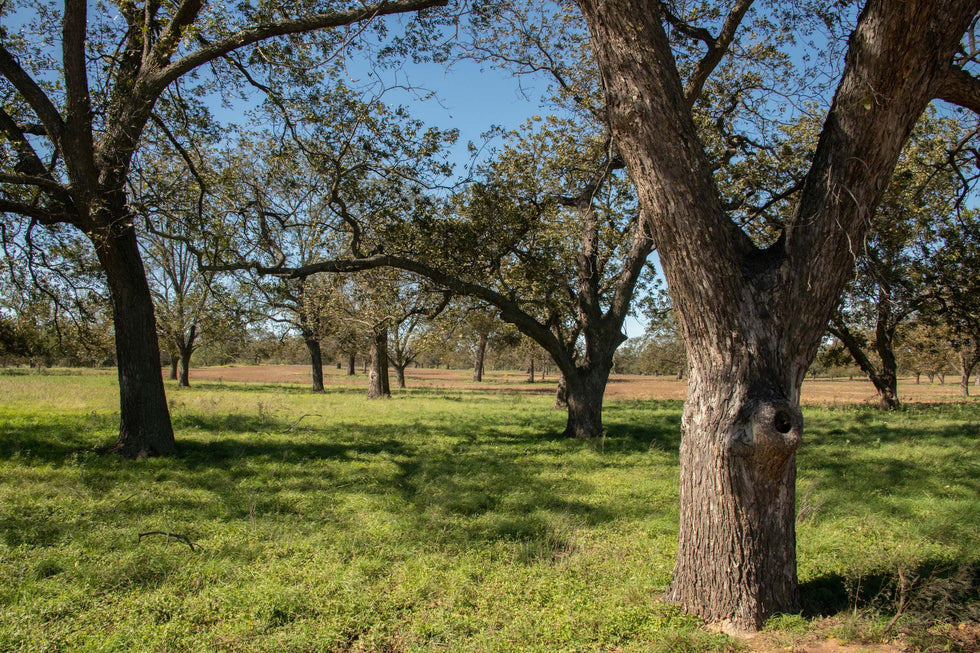 Do Pecan Trees Grow Fast?