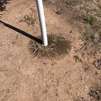 SDI pecan irrigation drip