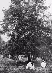 Our great-grandmother and her sister picking pecans under the young pecan trees[