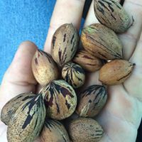 variety of native pecan nuts sizes