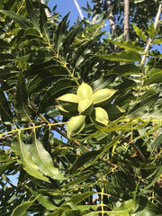 green pecan nut clusters