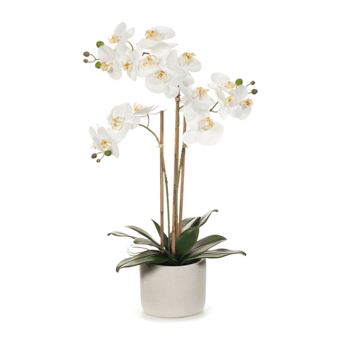 Add An Instant Burst Of Life To Your Living Space Zjoosh
