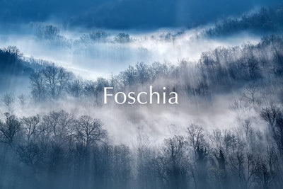 Foschiaの革