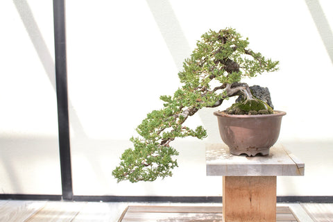 Bonsai in Kaskadenform