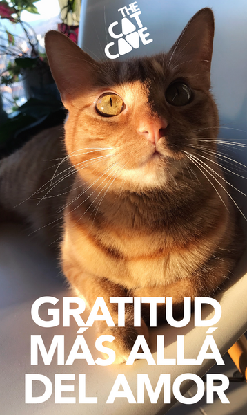 Nuestros gatitos manifiestan gratitud