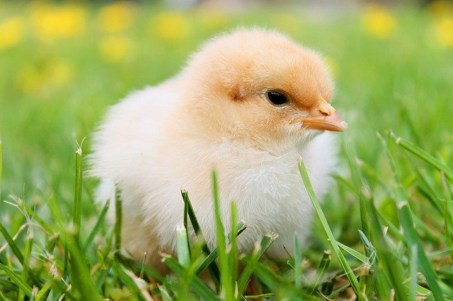 Chick sitting in tall grass outside