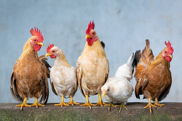 Chickens hens and rooster outside of chicken coop sun bathing