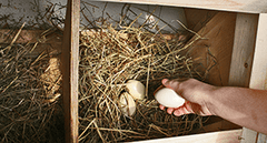 collecting eggs from nesting box