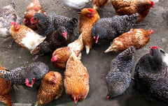 group of chickens