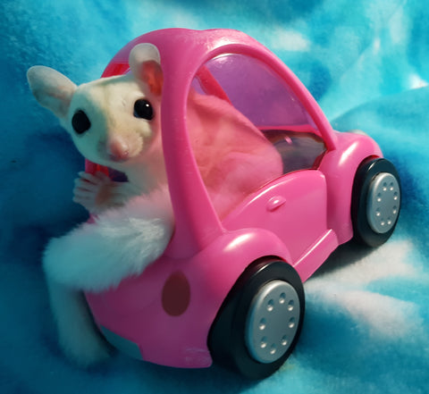 Sugar Glider Car