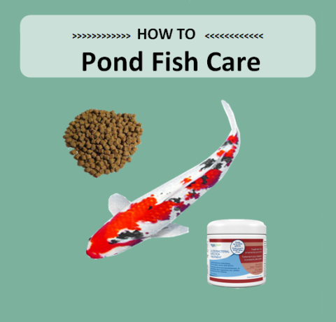 Pond Fish Care