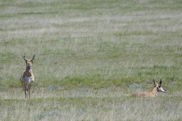 Mora Valley New Mexico Antelope