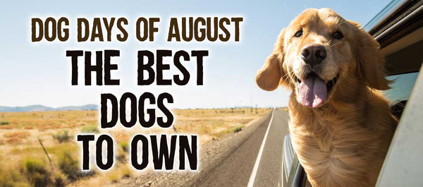 the dog days of summer best dogs to own