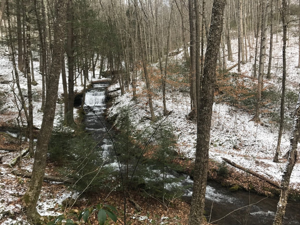 Callahan Run Black Forest Trail Tiadaghton State Forest