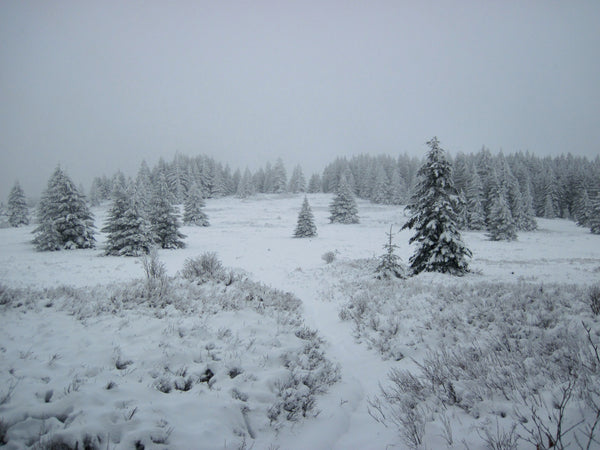 Dolly Sods Wilderness West Virginia