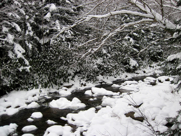 Red Creek Trail, Dolly Sods Wilderness, West Virginia