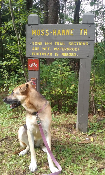 Mos-Hanne Trail Moshannon Quehanna Lizard map