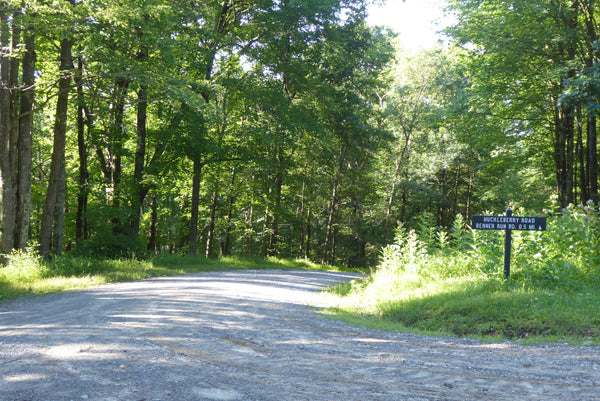 Huckleberry Road Moshannon State Forest PA