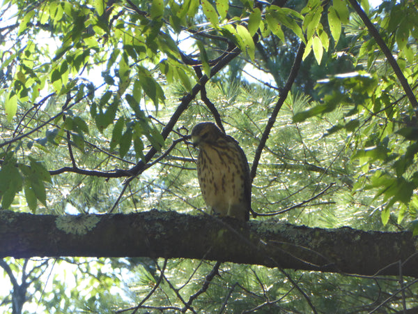 Hawk Perched on a tree Moshannon State Forest PA